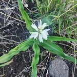 Chlorophytum tuberosum Habitus