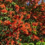 Embothrium coccineum Hábito