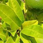 Citrus sinensis Blad