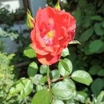 Rosa majalis फूल