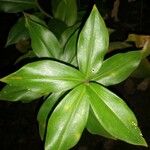 Costus spiralisLeaf