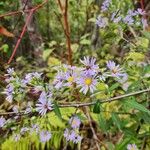 Symphyotrichum oolentangiense 花