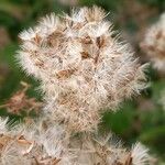 Eupatorium cannabinumFruit