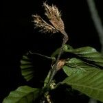 Nothofagus alpina Fruto