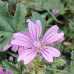 Malva sylvestris Flower