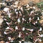 Trifolium uniflorum Kukka