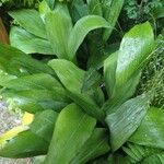 Aspidistra lurida List