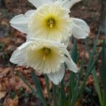 Narcissus × incomparabilis Květ