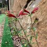 Alstroemeria pulchella Flower