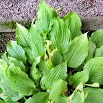 Hosta longipes Habit