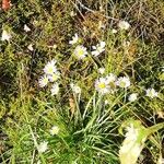 Erigeron annuusCvet