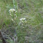 Sandbergia whitedii Habitatea