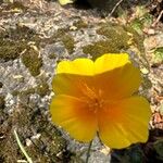 Eschscholzia caespitosa Virág