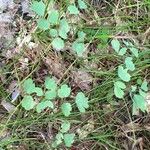 Thalictrum dioicum Folio