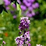 Hesperis matronalisFlors