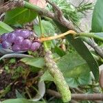 Anthurium scandens Blomma