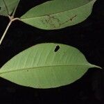 Eugenia exaltata Hoja