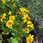 Guizotia abyssinica Blüte