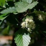 Sorbus mougeotii 花