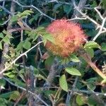 Rosa roxburghii Fruit