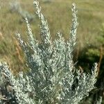 Artemisia cana Leaf