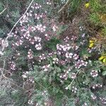 Thymus vulgaris 花