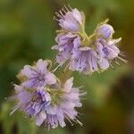 Phacelia tanacetifoliaFlor