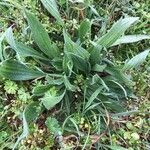 Plantago lanceolata Blatt