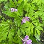 Anemone nemorosaBloem