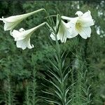 Lilium formosanum Cvet