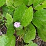 Ipomoea pes-caprae Flower