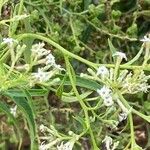 Heliotropium messerschmidioides Flower