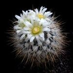 Stenocactus vaupelianus Кветка