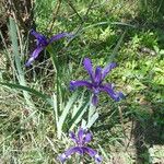 Iris spuria Kůra