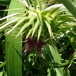 Carduus nutans Lorea