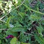 Astragalus hypoglottis Blad