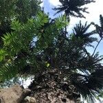 Araucaria hunsteinii Hábitos