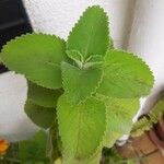 Plectranthus barbatus Blatt