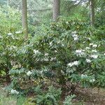 Rhododendron auriculatum Hábito