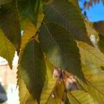 Ulmus americana Blad