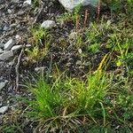 Carex norvegica आदत