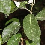 Trigonia rugosa Leaf