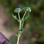 Valerianella discoidea Лист