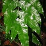 Diplaziopsis javanica Leaf