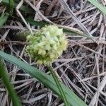 Hydrocotyle bonariensis Flor