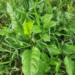 Plumbago zeylanica Folha