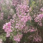 Erica australis Квітка