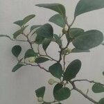 Ficus deltoidea Лист