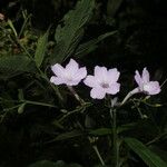 Ruellia stemonacanthoides Květ