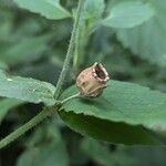 Silene pendula Frucht